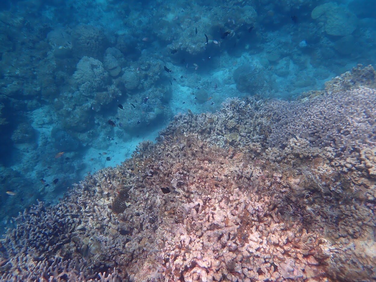 石垣島の海中に広がるサンゴ礁